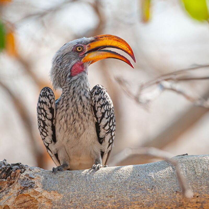 Красноклювый токо⁠⁠ фото превью