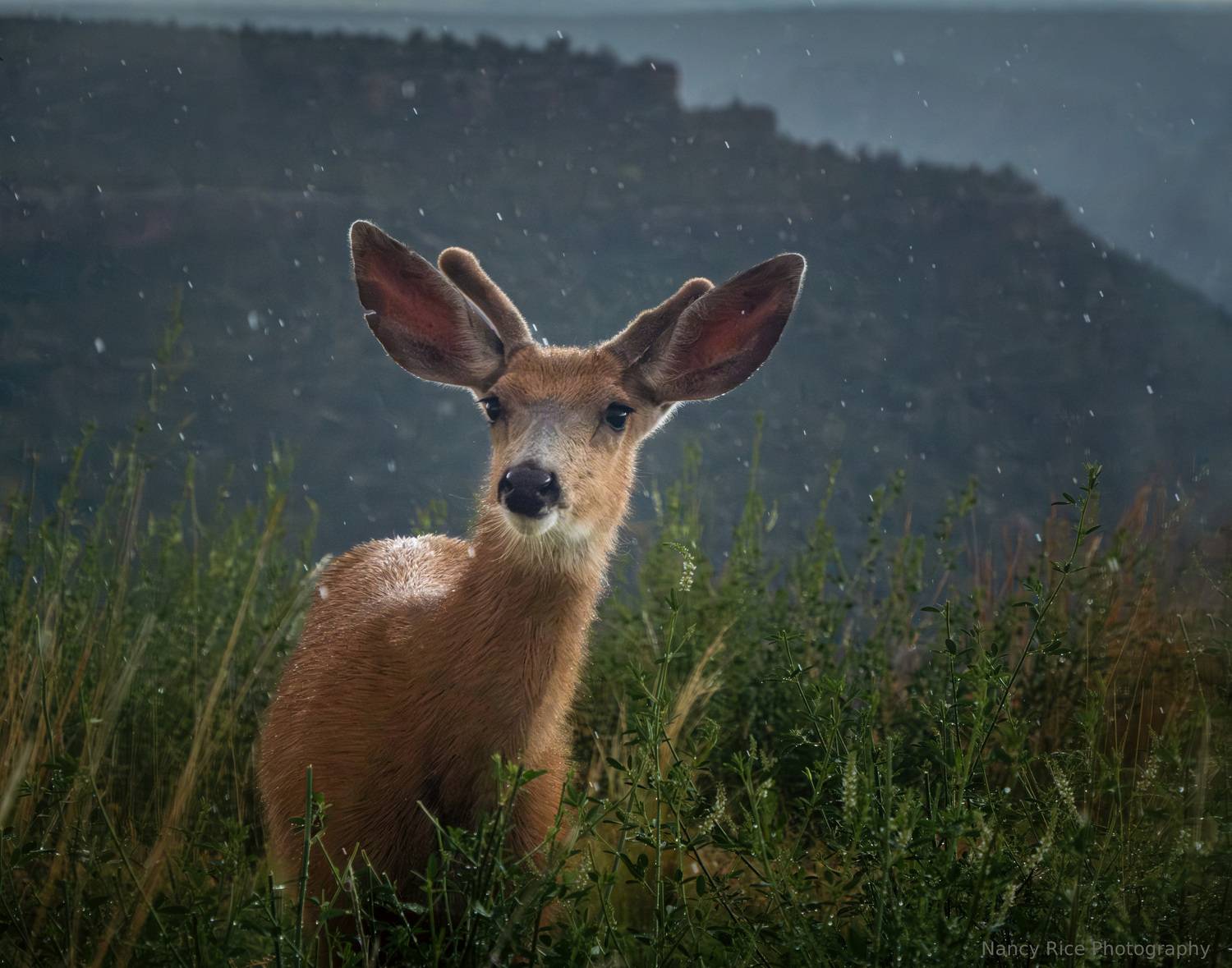 rain, deer, buck, summer, new mexico, nature, outdoors, weather, storm, wildlife, animal, Nancy Rice