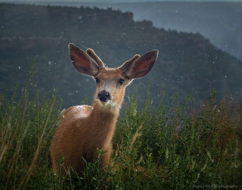 rain, deer, buck, summer, new mexico, nature, outdoors, weather, storm, wildlife, animal Little buck in the rain (Маленький олень под дождём) фото превью