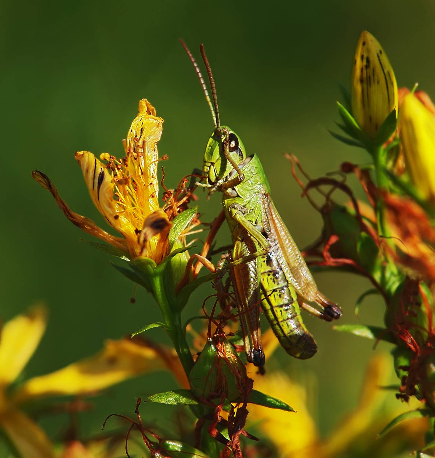, Медведев Александр