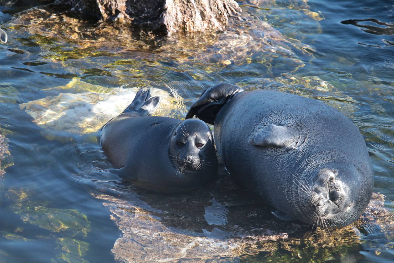 байкал, Добролюбова Тамара