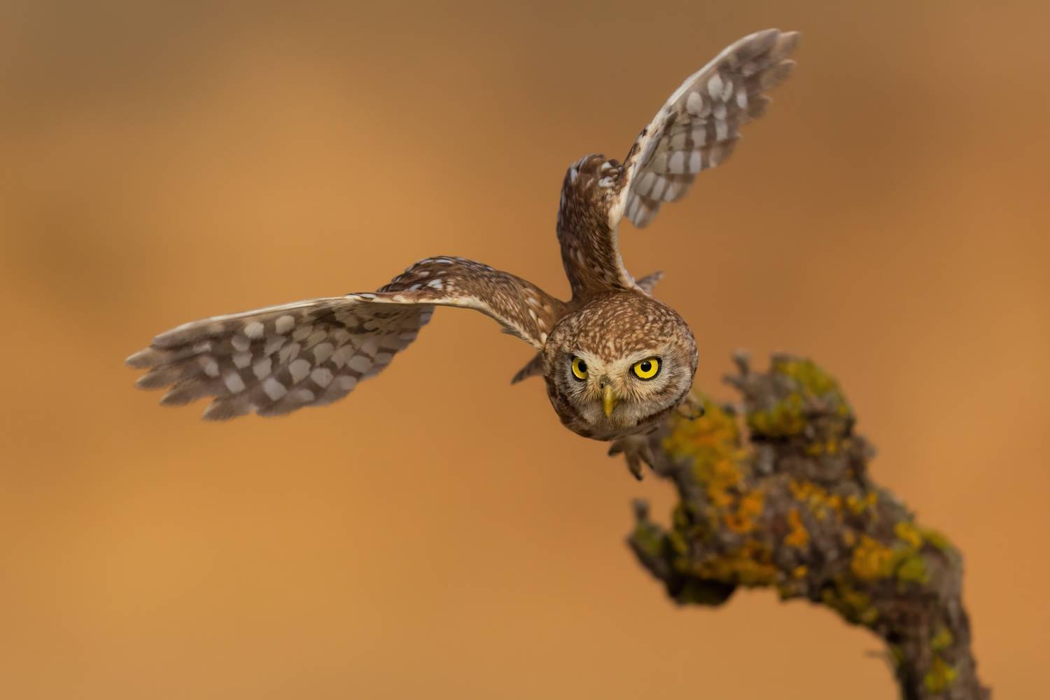 , Фруман Евгений