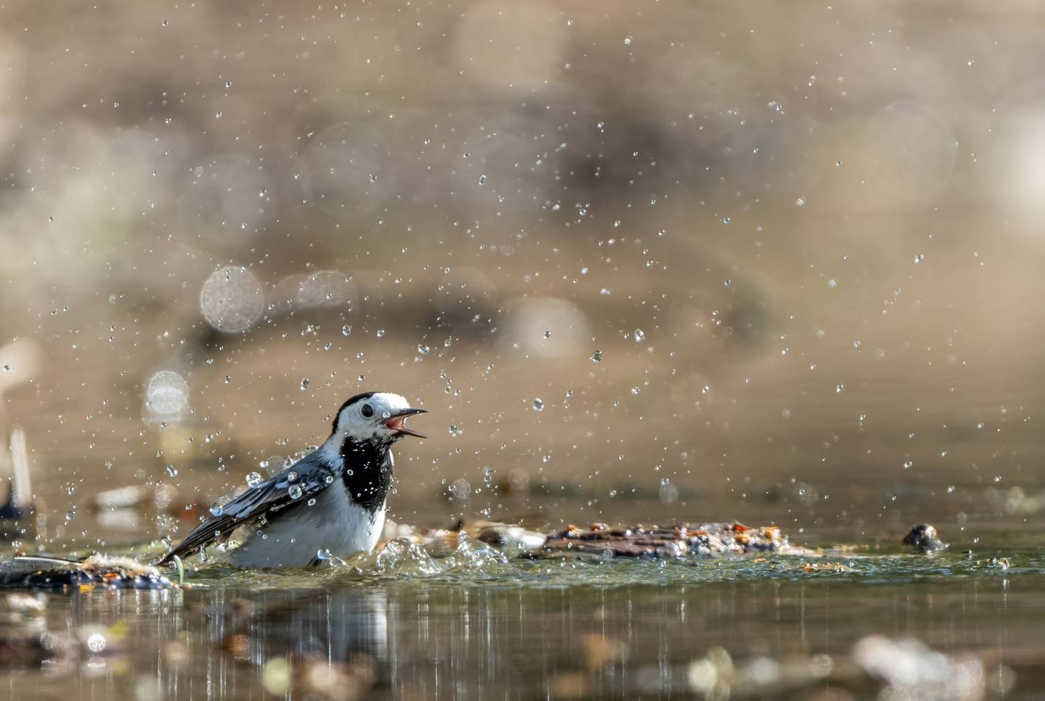 , Дэм Константин