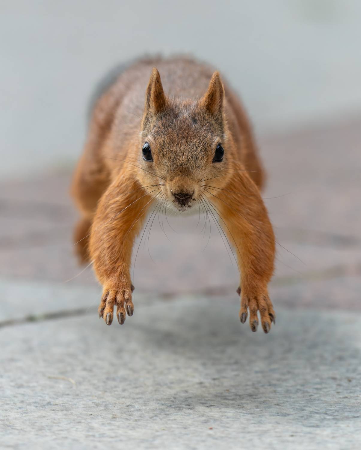 , Дэм Константин