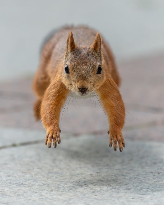 *** фото превью