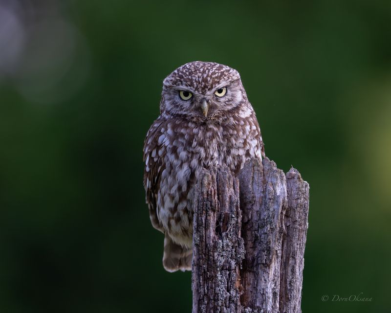 little owl домовой сыч, хищники, raptors, birds, of, prey, хищные, птицы, predators Серьезный сыч фото превью