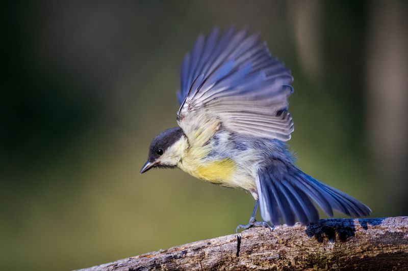 blue tit Moment фото превью