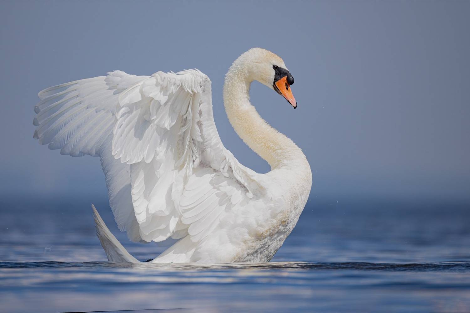 шипун, лебедь, лебедь шипун, лебедь-шипун, финский залив, Руслан Pl