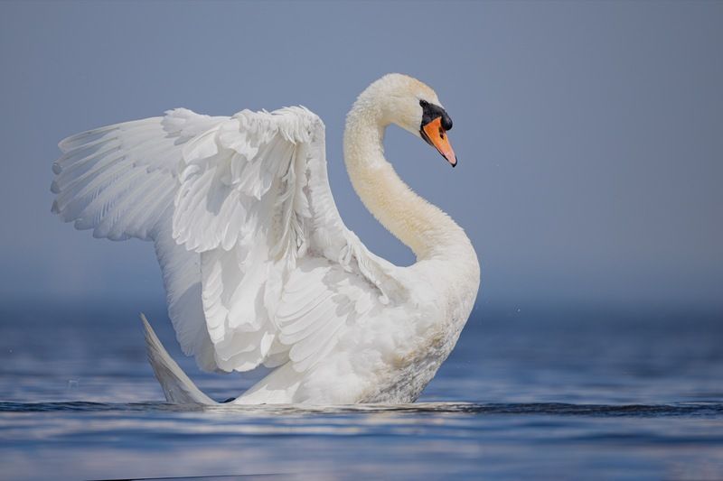 шипун, лебедь, лебедь шипун, лебедь-шипун, финский залив Лебедь-шипун фото превью