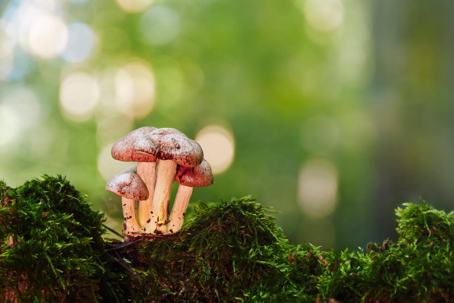 грибы, Валерий Вождаев