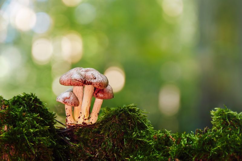 Грибочки фото превью