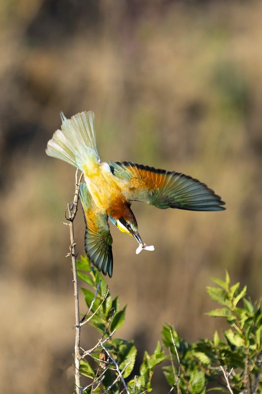 природа *** фото превью