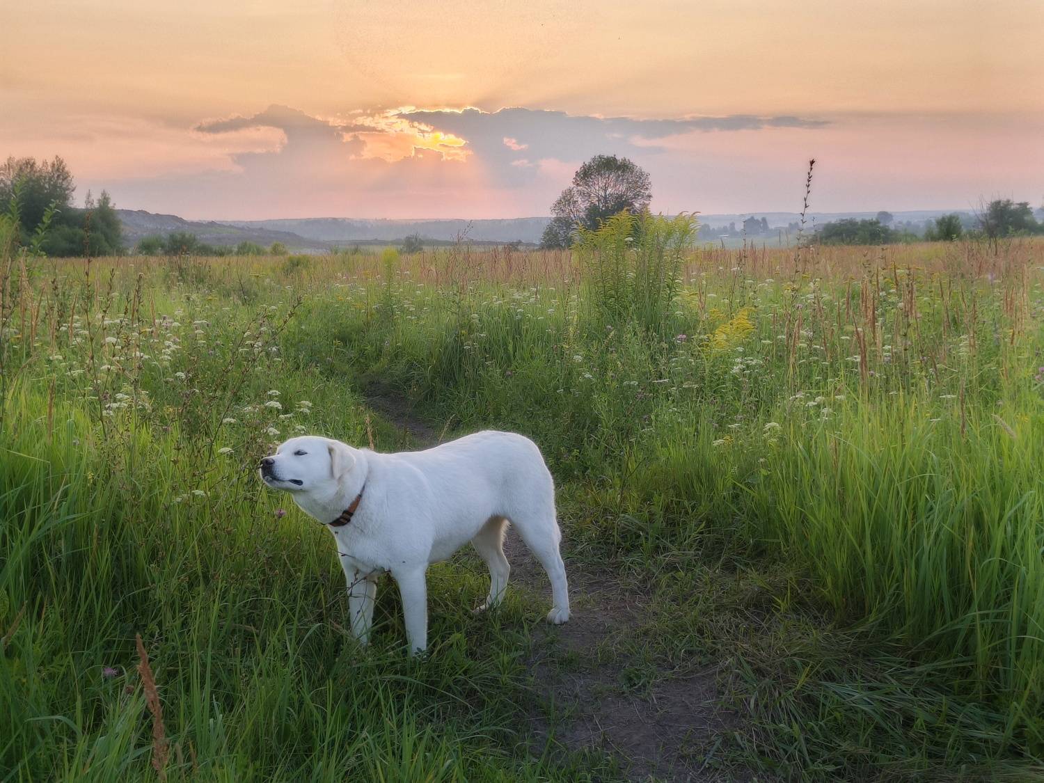 , Кондрашова Светлана