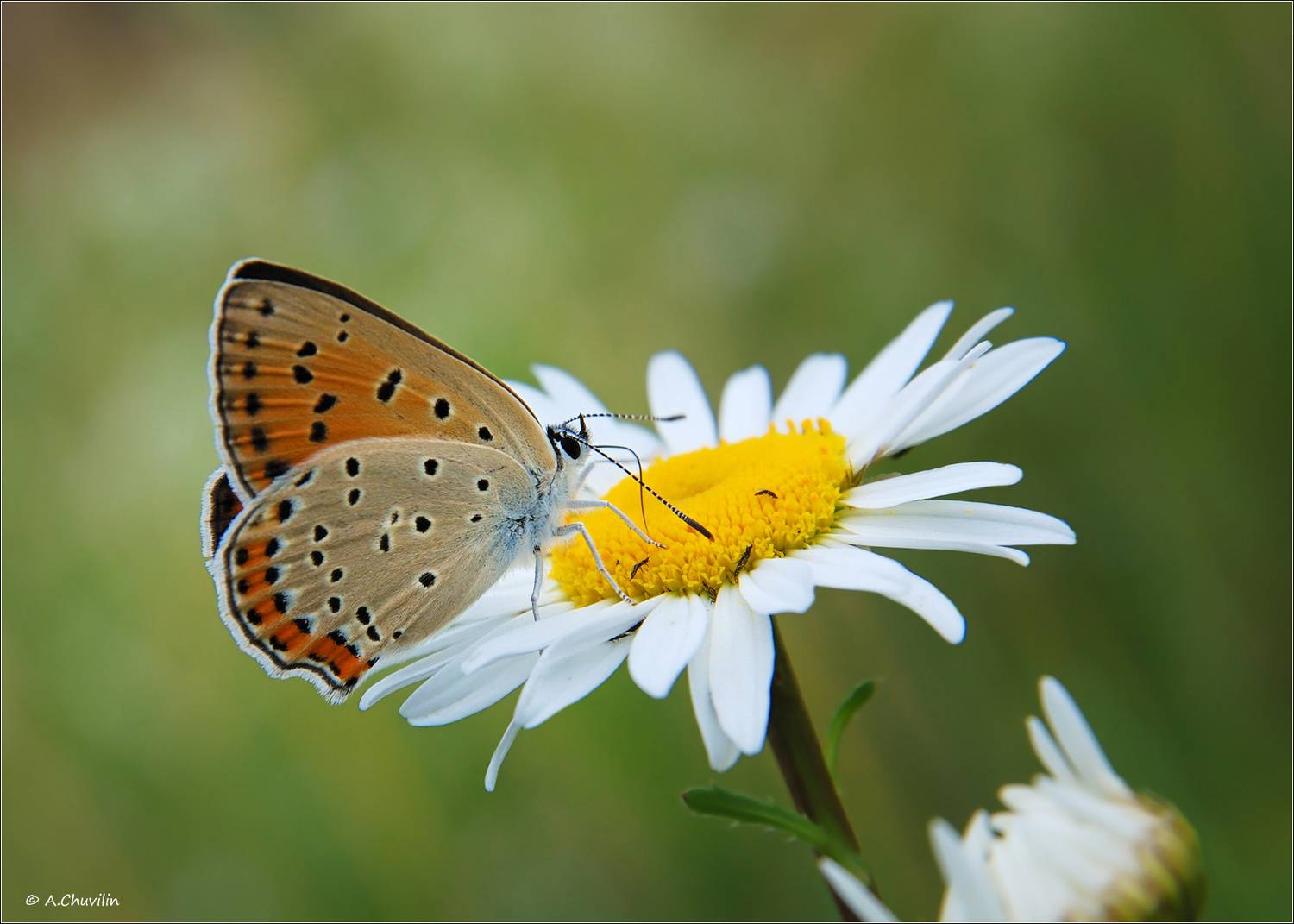 бабочка, голубянка,червонец,alciphron,самка,козявки,ромашка, Александр Чувилин