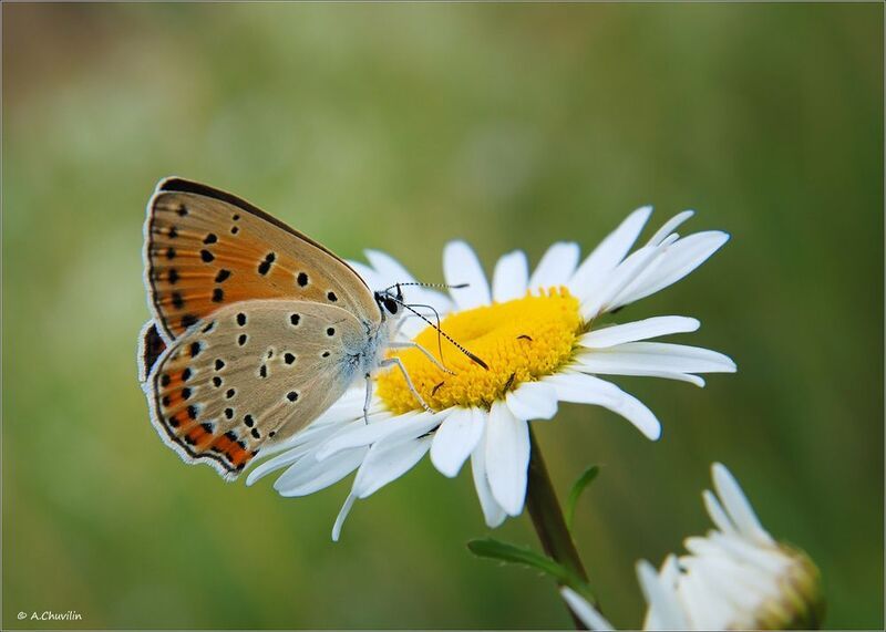 Червонец и козявки ) фото превью
