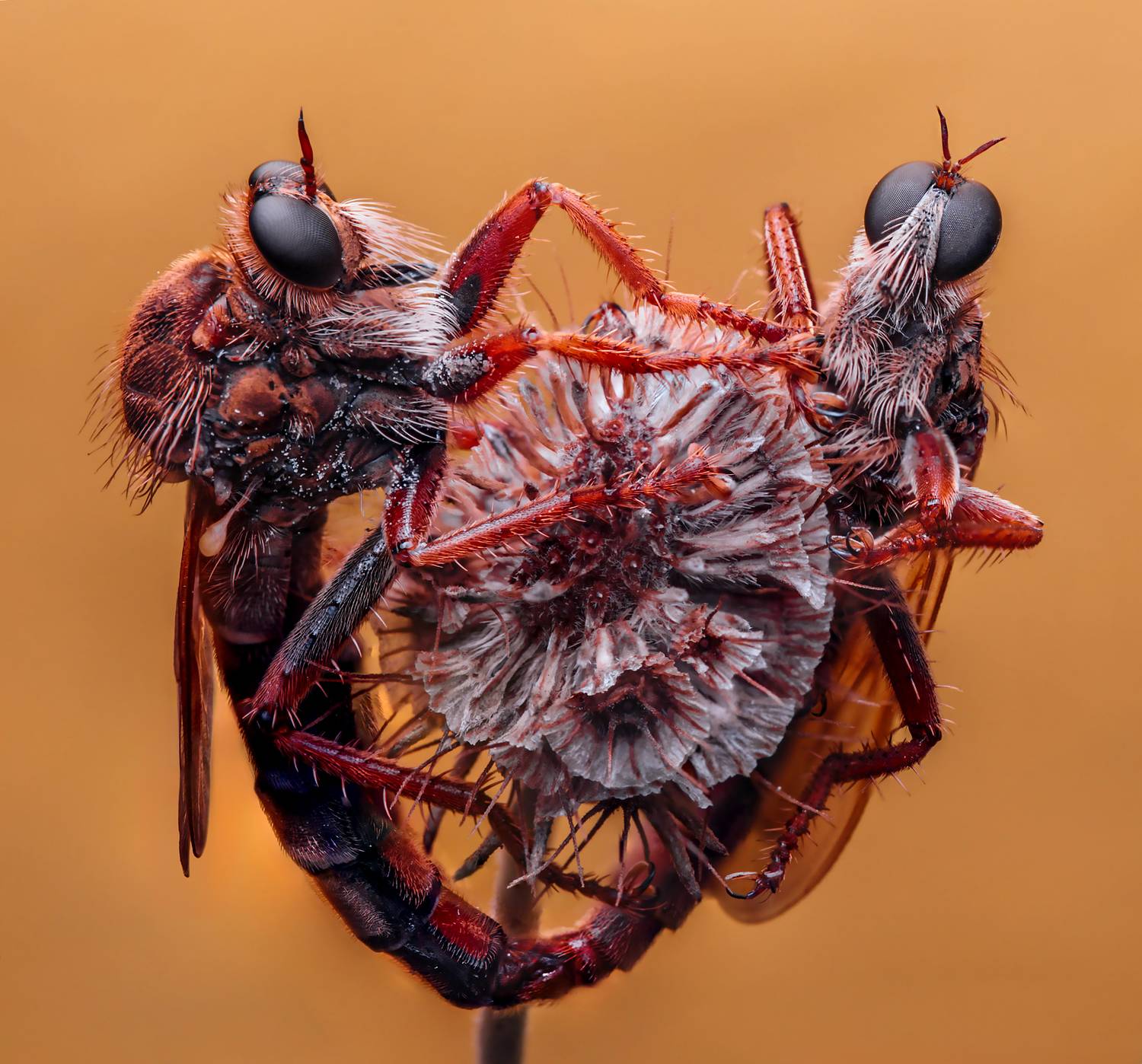 макро, ктыри, насекомые, canon, Маслова Любовь