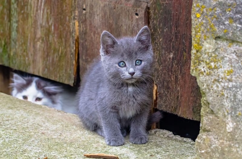 .... фото превью