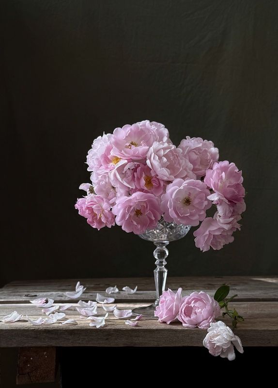 Розы фото превью