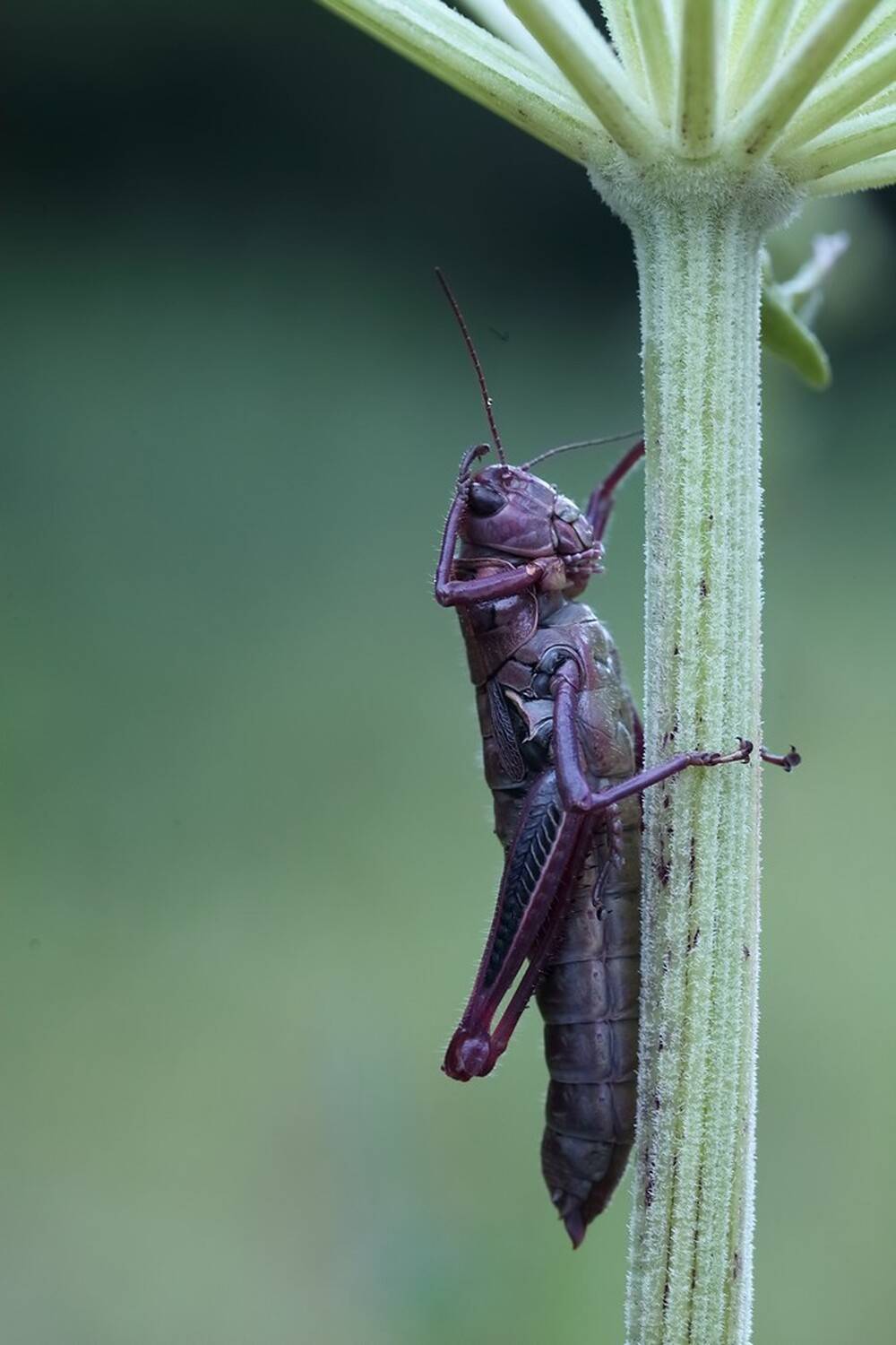саранча дождь зонтик, Евгений Слободской