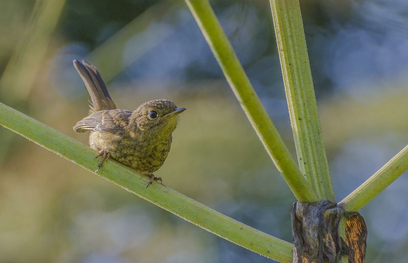 Первое лето фото превью