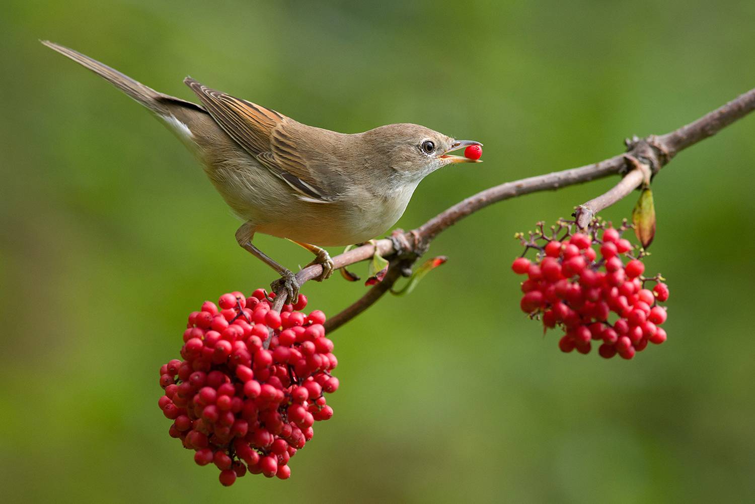серая славка,бузина,завтрак,июль, Иван