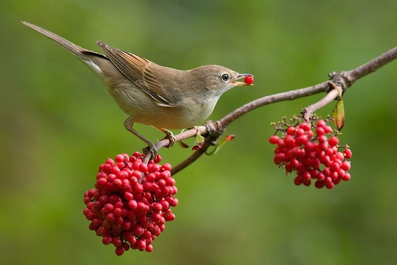 серая славка,бузина,завтрак,июль Бузина поспела... фото превью