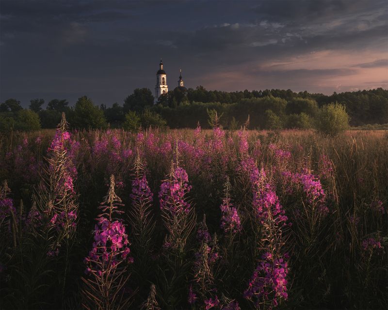 Иван-чай в Филипповском фото превью