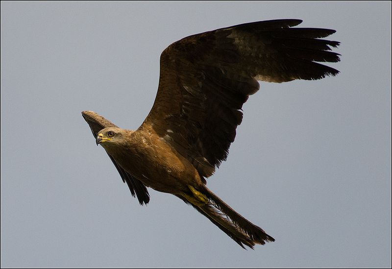 москва, июль, парк, коршун, птица ***** фото превью