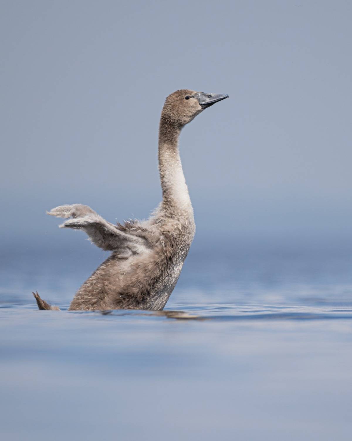шипун, лебедь, лебедь шипун, лебедь-шипун, финский залив, Руслан Pl