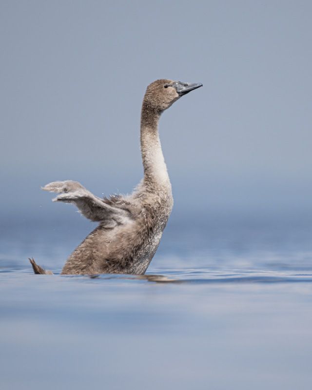 шипун, лебедь, лебедь шипун, лебедь-шипун, финский залив Лебеденок фото превью