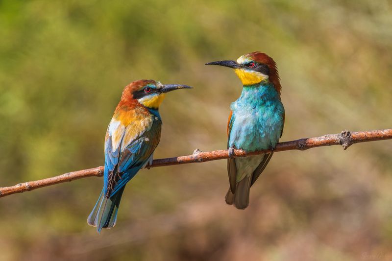 щурка, птицы, пернатые Посидим, помолчим фото превью