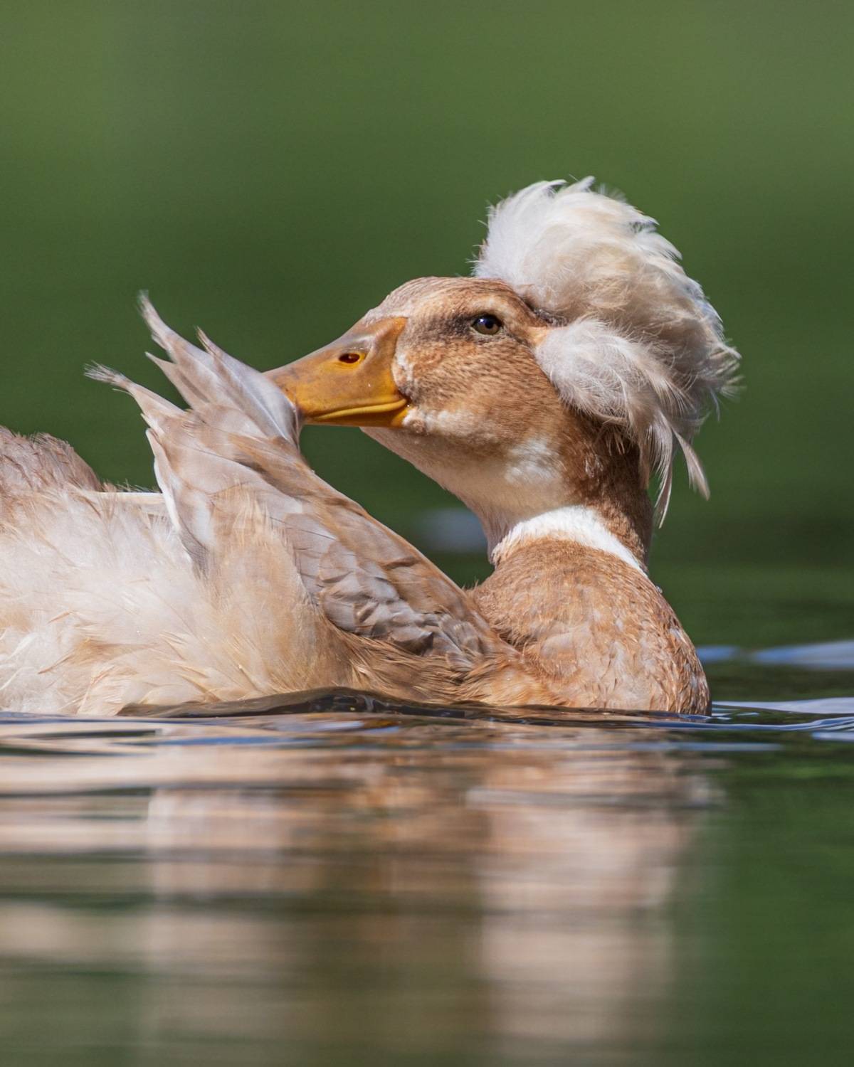 хохлатая утка, утка, птицы, Руслан Pl