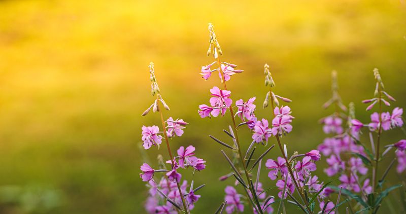 Торбеево Летние зарисовки... фото превью