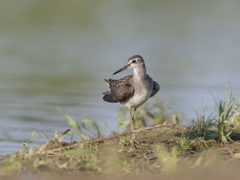 птицы,природа, лето Фифи фото превью