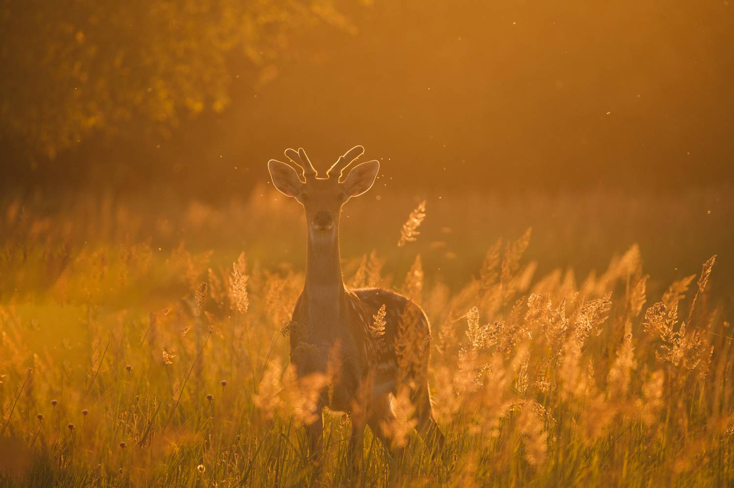 олень закат, Сергей Мамцев