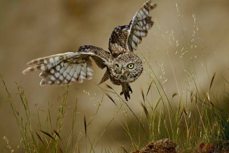 Little owl  фото превью