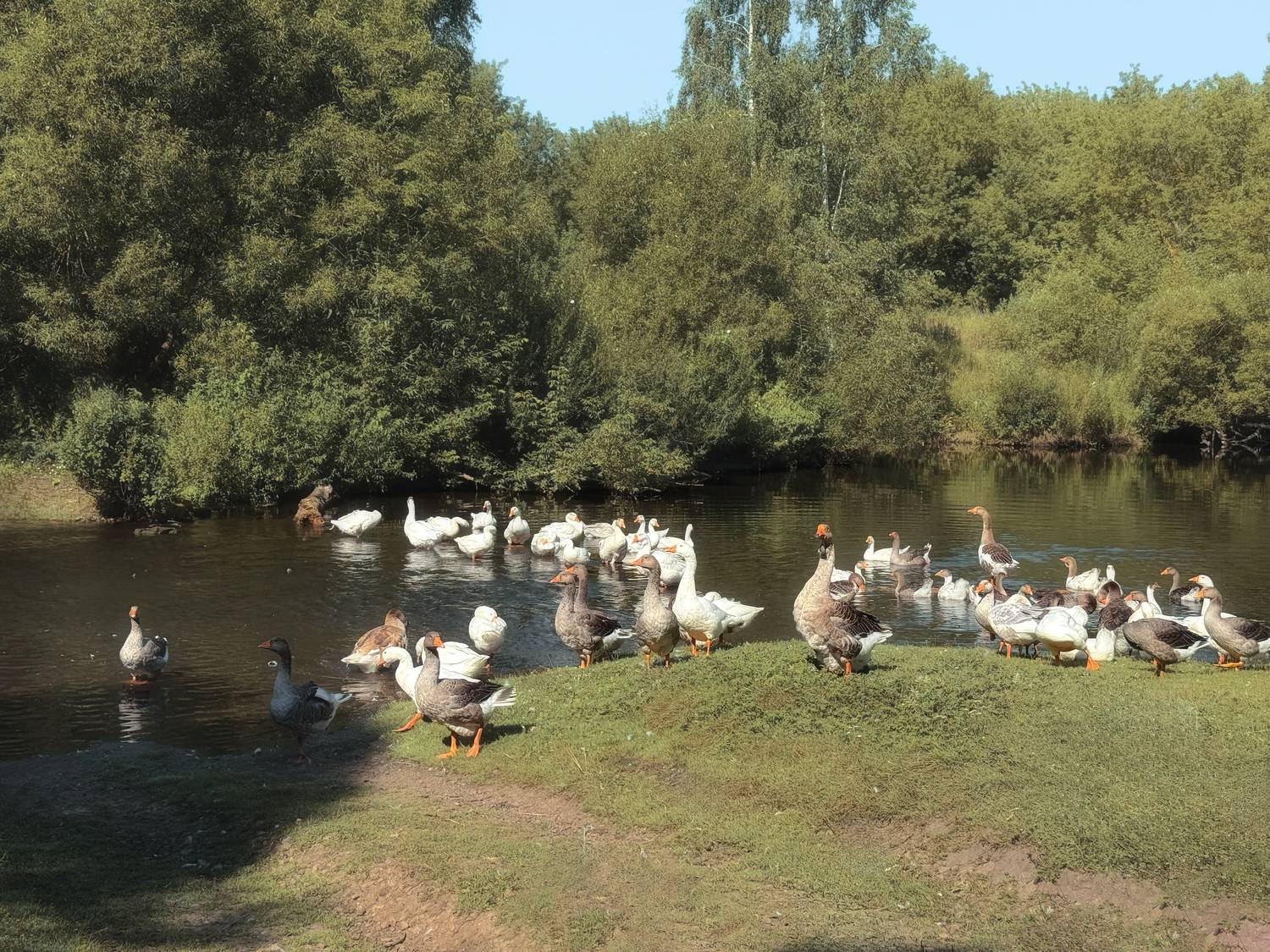 пастораль, природа, пейзаж, гуси, лето, лето в деревне, , Мартыненко Дмитрий