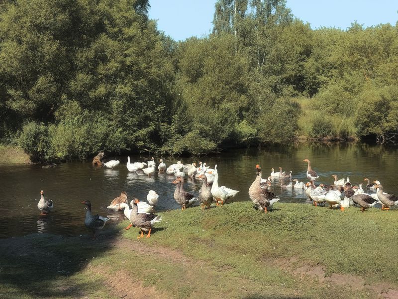 пастораль, природа, пейзаж, гуси, лето, лето в деревне,  Гусиная пастораль ) фото превью