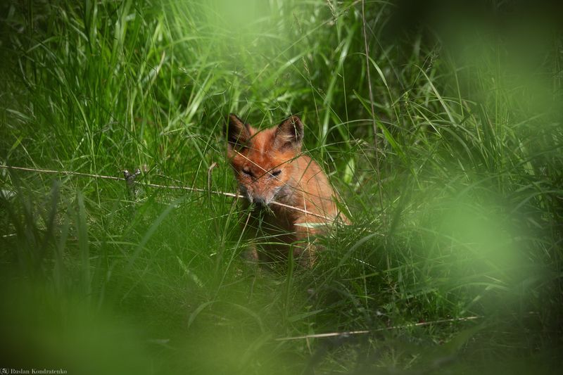Лиса Лисёнок фото превью