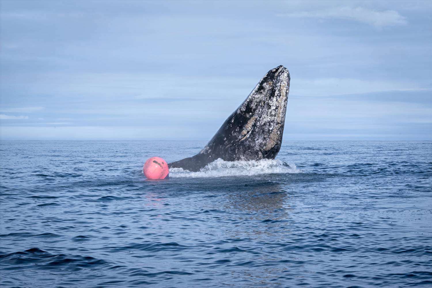 , Александр Новиков