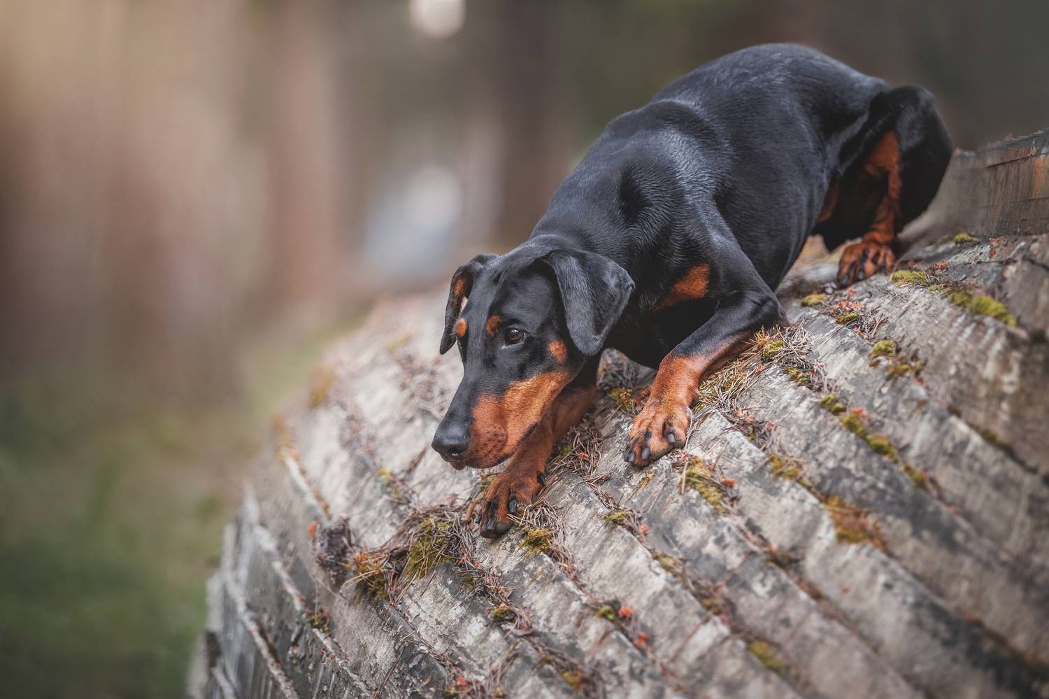 , Яна Нарбутович