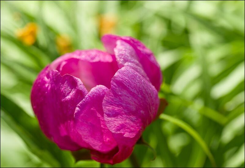 Летние цветы фото превью