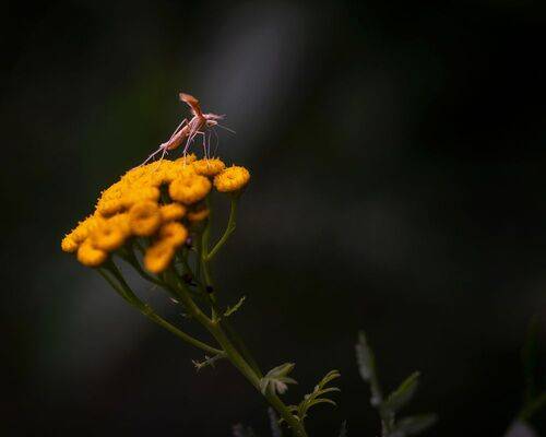 Прыжок в сумрак