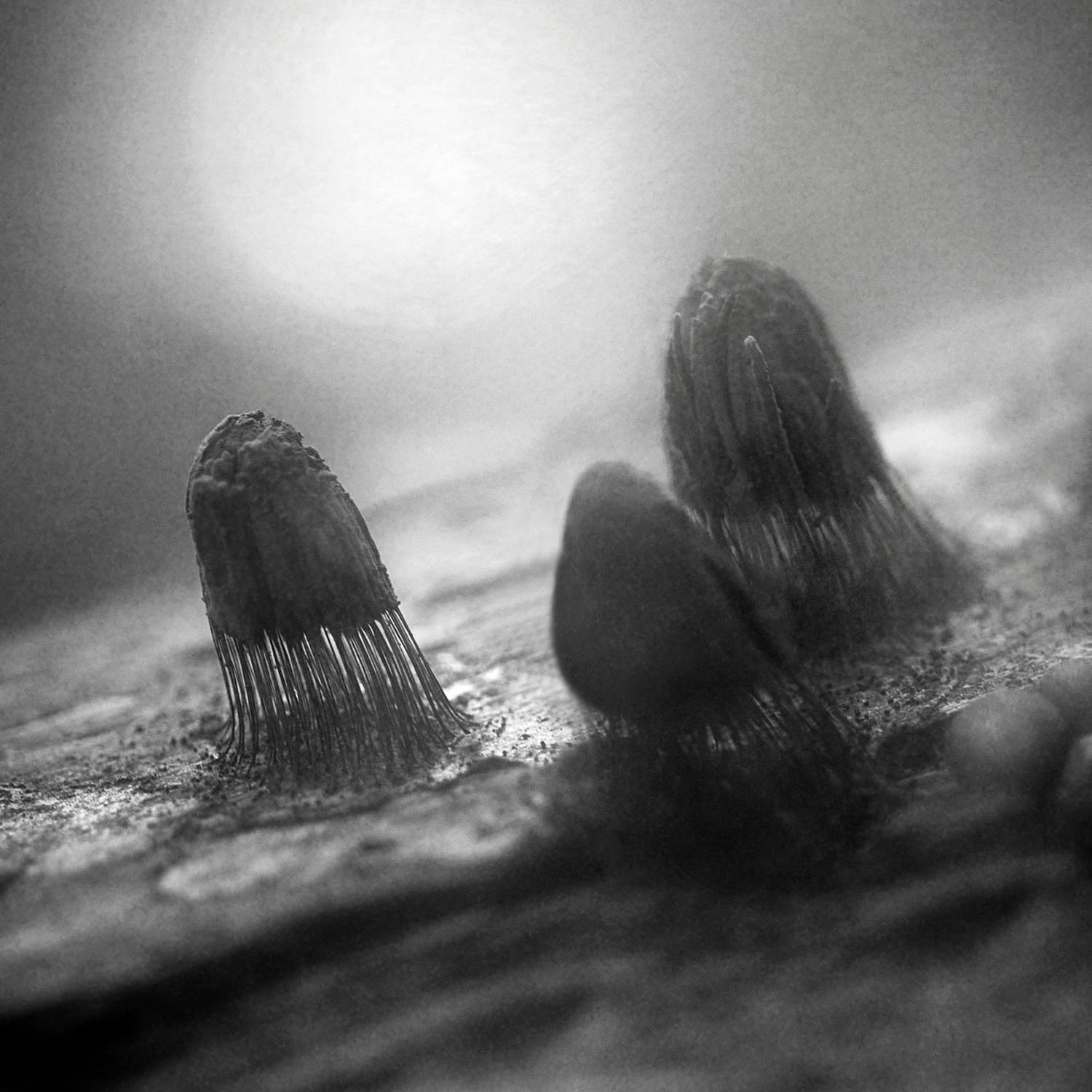 чб, макро, стемонитис, Сергей Кот