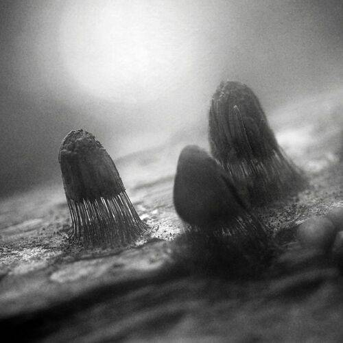 Они среди нас.