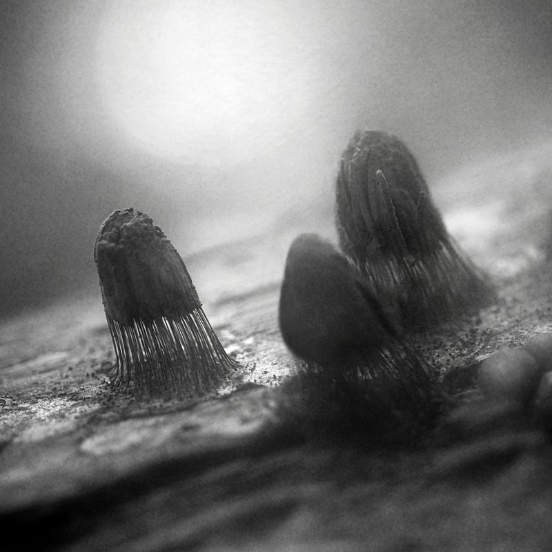 чб, макро, стемонитис Они среди нас. фото превью