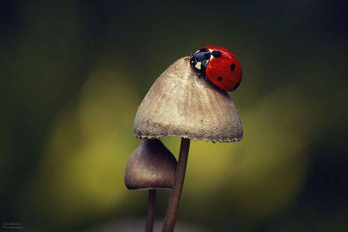 ladybug