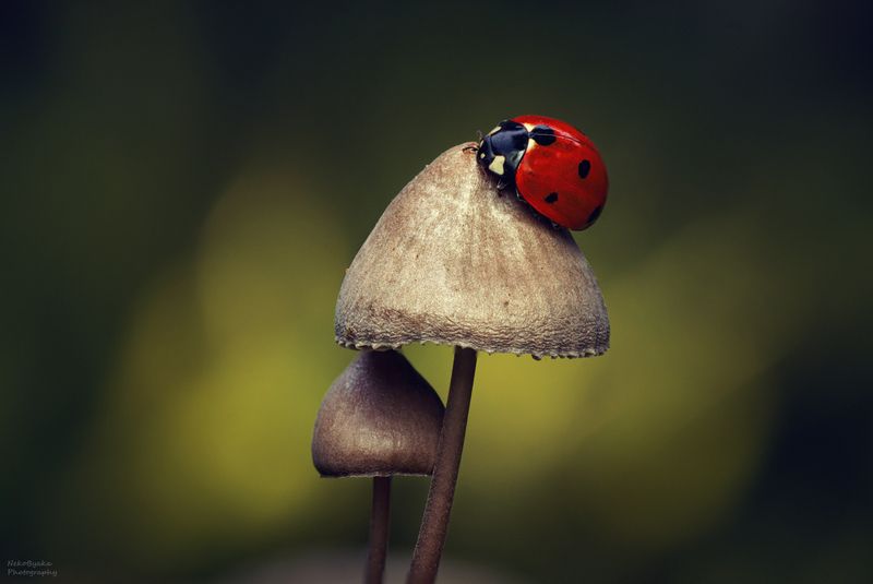 ladybug фото превью