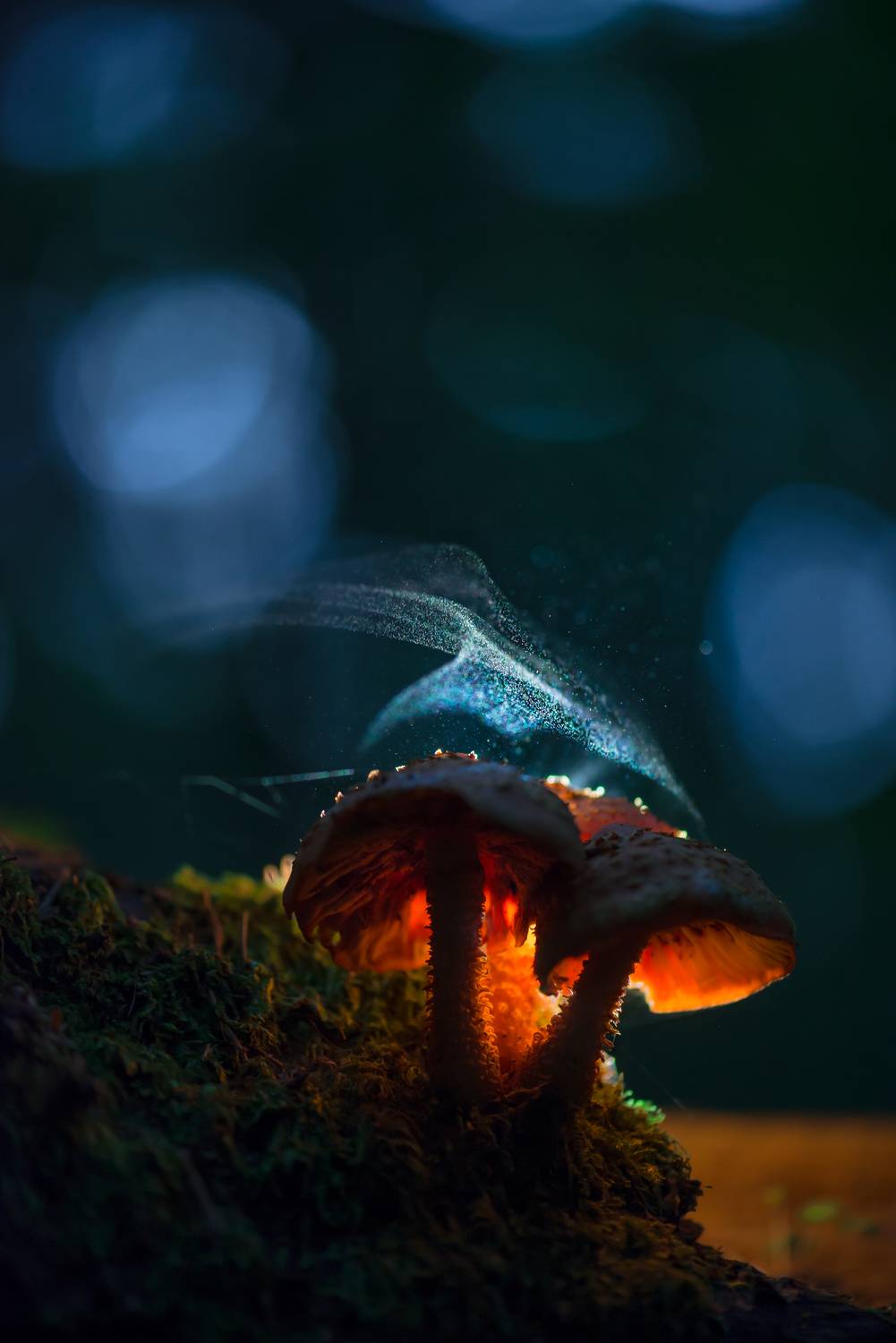 чешуйчатка золотистая, спороношение, грибы, Соварцева Ксения