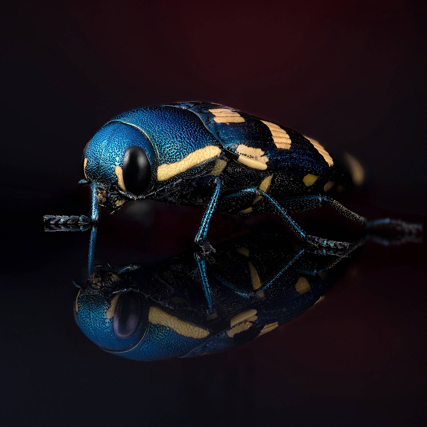 coleoptera, buprestidae, buprestis octoguttata,  златка восьмипятнистая хвойная, Kavaliauskas Eugenijus